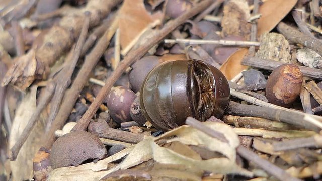 Pill millipede (Glomeris marginata) curled and unfurling from defensive position in tropical rain forest.
