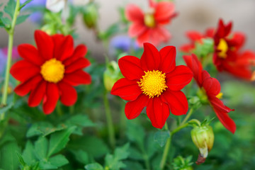 Mignon red dahlia flower on a personal plot. Close-up. Shallow depth of field