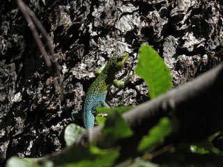 lizard