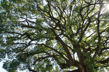 平野神社のクスノキの大木