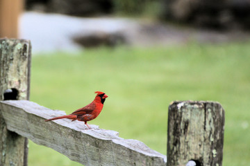  black bird on a post