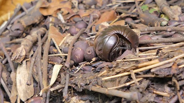 Pill millipede (Glomeris marginata) curled and unfurling from defensive position in tropical rain forest.