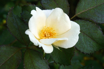 Obraz na płótnie Canvas Memorial rose (Rosa wichuraiana). Another scientific name is Rosa luciae.