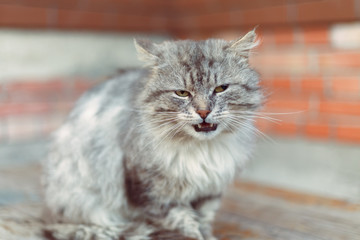 Home-cat sitting on the table