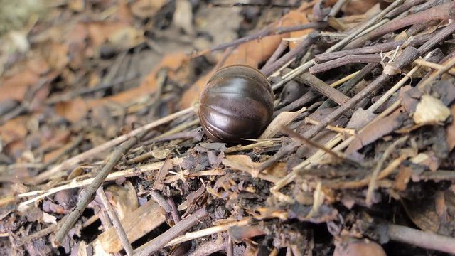 Pill millipede (Glomeris marginata) curled and unfurling from defensive position in tropical rain forest.