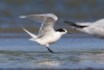 White Fronted Tern in Australasia