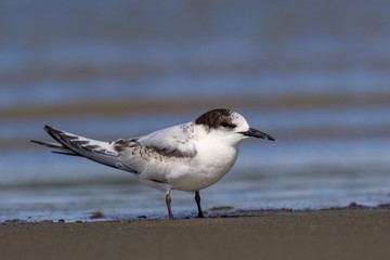 White Fronted Tern in Australasia