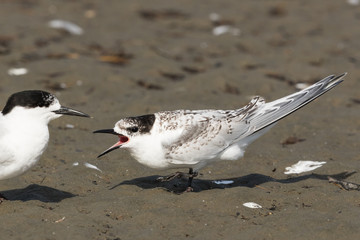 White Fronted Tern in Australasia