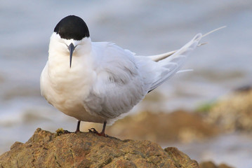 White Fronted Tern in Australasia