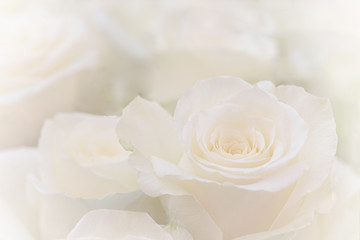Close up of a beautiful white rose.