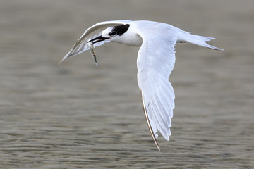 White Fronted Tern in Australasia