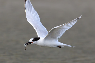 White Fronted Tern in Australasia