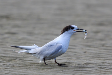 White Fronted Tern in Australasia