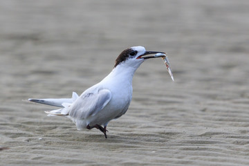 White Fronted Tern in Australasia