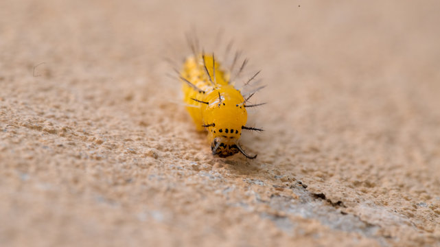 lagarta amarela rastejando na parede ciclo da vida borboleta