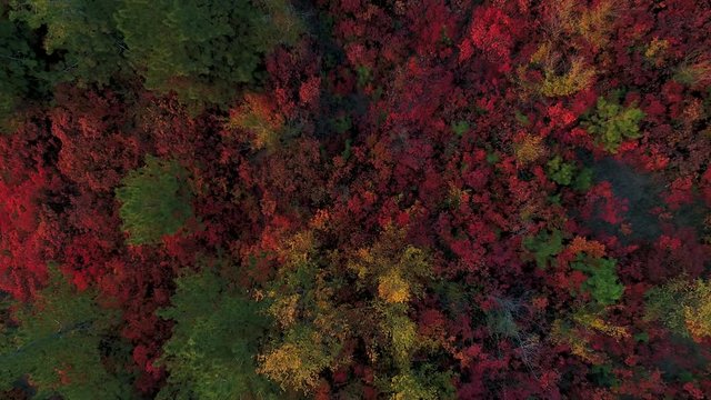 A bunch of colorful trees filmed perpendicularly from above.