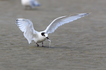 White Fronted Tern in Australasia
