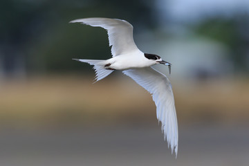 White Fronted Tern in Australasia