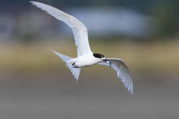 White Fronted Tern in Australasia