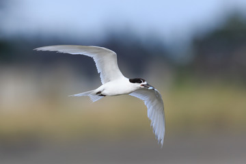 White Fronted Tern in Australasia