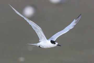 White Fronted Tern in Australasia
