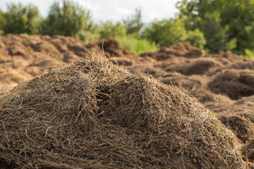 Piles of dried flowers. Lavandula - plant in the mint family, Lamiaceae. Bio waste of the perfume industry.