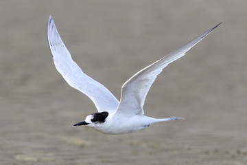White Fronted Tern in Australasia