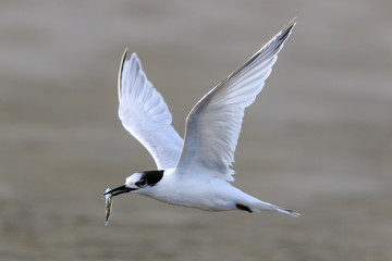 White Fronted Tern in Australasia