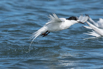 White Fronted Tern in Australasia