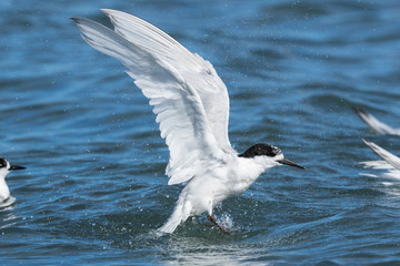 White Fronted Tern in Australasia