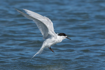 White Fronted Tern in Australasia