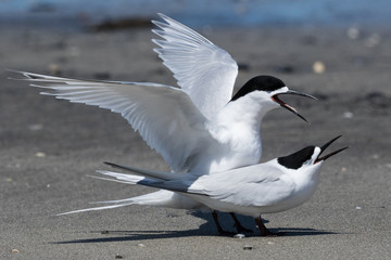 White Fronted Tern in Australasia