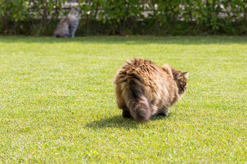 Fototapeta premium Beautiful siberian cat in a garden, playing on the grass green