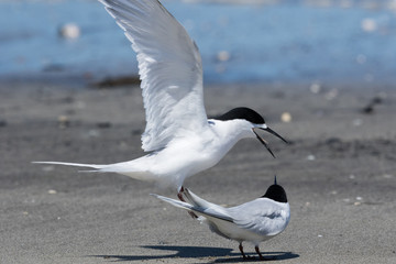 White Fronted Tern in Australasia