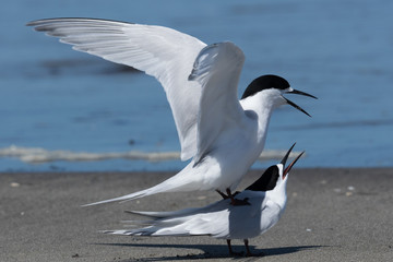 White Fronted Tern in Australasia
