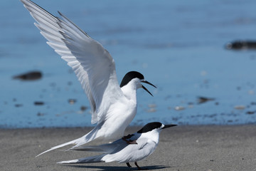White Fronted Tern in Australasia