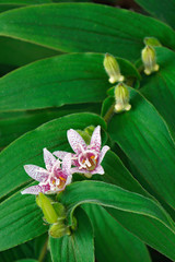 Toad lily (Tricyrtis hirta). Known also as Hairy toad lily. Another scientific name is Tricyrtis japonica.