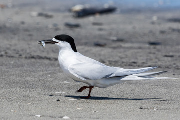 White Fronted Tern in Australasia