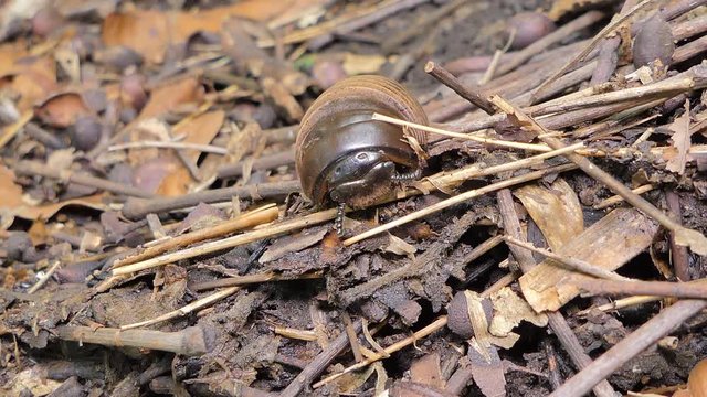 Pill millipede (Glomeris marginata) curled and unfurling from defensive position in tropical rain forest.