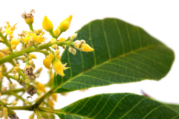 Rubber flowers (Hevea brasiliensis) and green leaves isolated on white background.