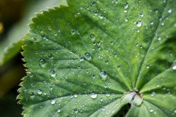 Fleurs du Qu&eacute;bec