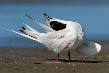 White Fronted Tern in Australasia