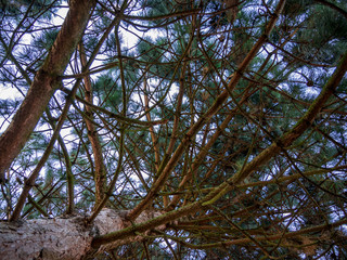 Bottom view of the young Pine tree(Pinus)