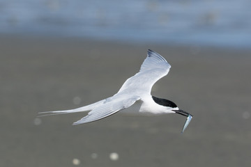White Fronted Tern in Australasia