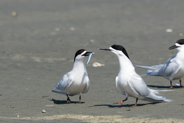 White Fronted Tern in Australasia