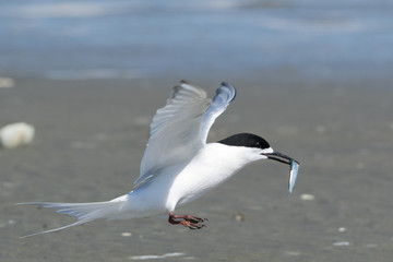 Fototapeta na wymiar White Fronted Tern in Australasia