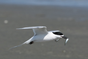 White Fronted Tern in Australasia