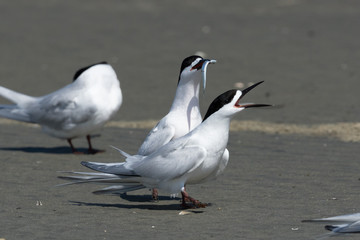 White Fronted Tern in Australasia