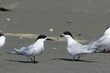 White Fronted Tern in Australasia