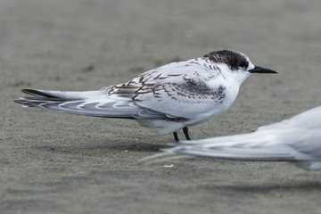 White Fronted Tern in Australasia